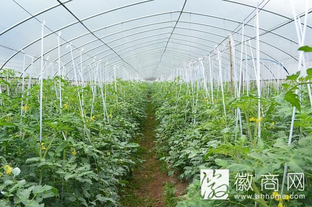 安徽<a href='display.asp?id=7732'  target='_blank'>家庭农场</a>增至1.58万个 省级示范家庭农场200个