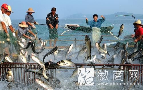 安徽2013年<a href='display.asp?id=11578' target='_blank'>渔业</a>总产值690亿元 人均纯收入为12247元