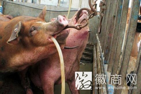 注水肉