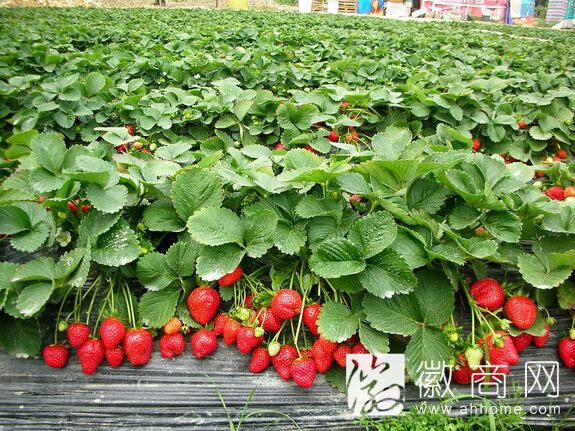 草莓种植基地