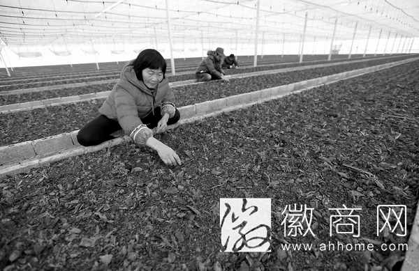 铁皮石斛种植