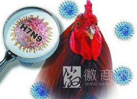 安徽宿松 人感染<a href='display.asp?id=7205'  target='_blank'>H7N9禽流感</a>