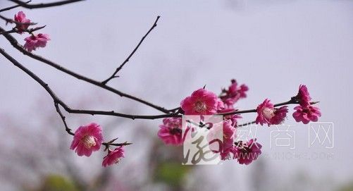 正月十五 合肥