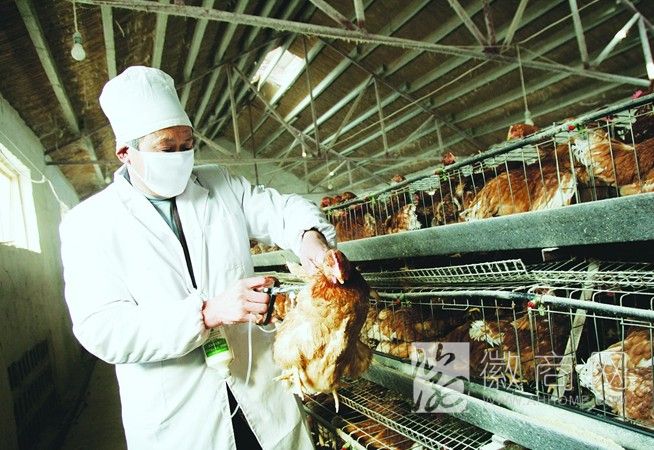 H7N9 禽流感 怀宁