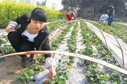 家庭农场 合肥 农场