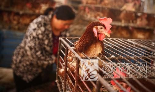<a href='display.asp?id=7205'  target='_blank'>H7N9禽流感</a> 庐江 活禽市场