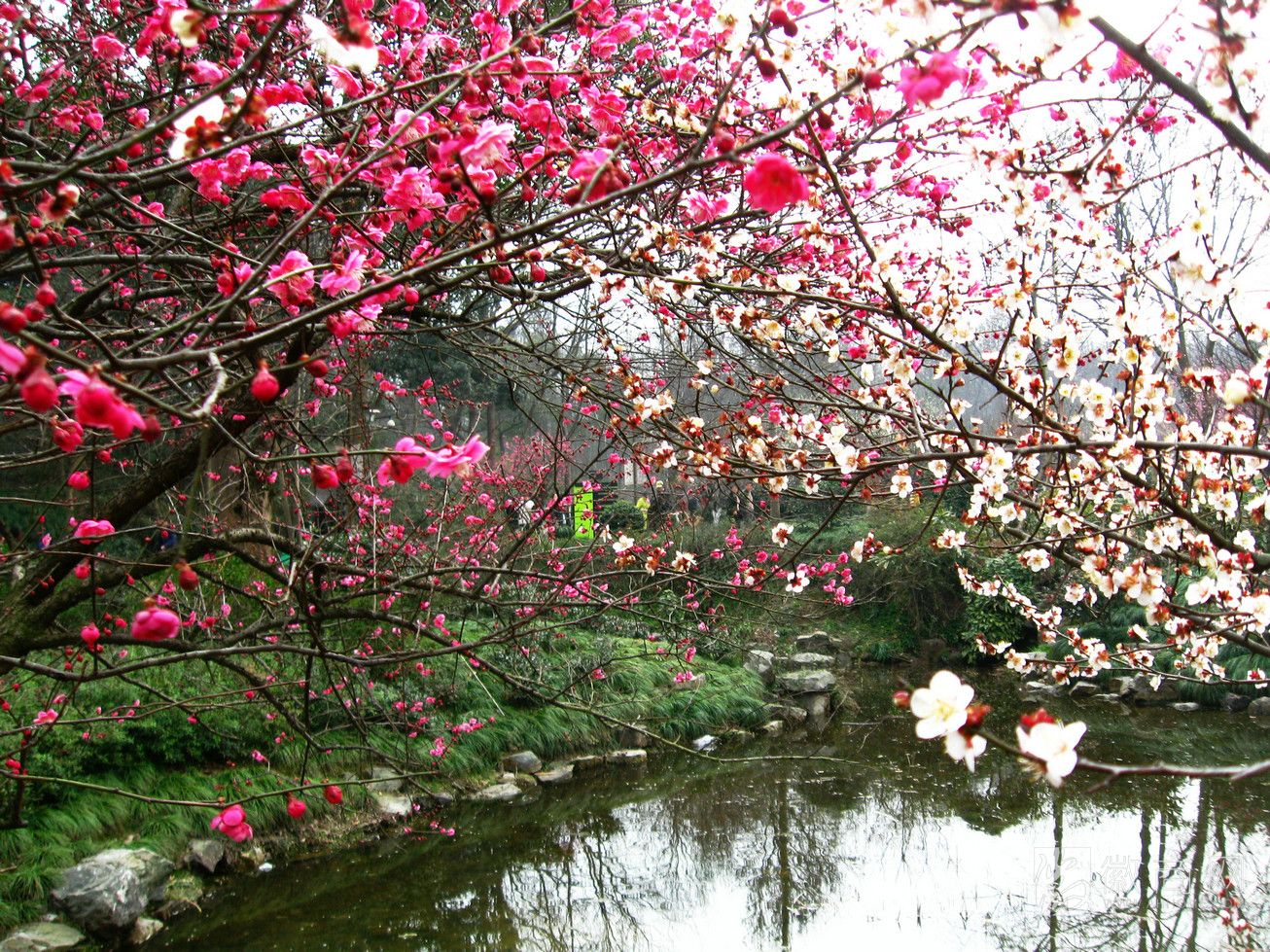 梅花 <a href='display.asp?id=12648' target='_blank'>赏梅</a>景点 植物园