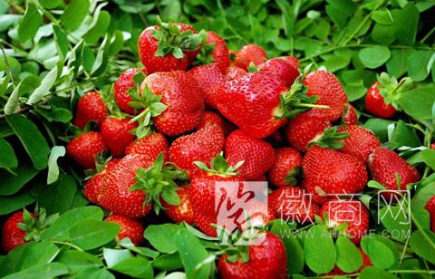 <a href='display.asp?id=11645'  target='_blank'>长丰草莓</a> <a href='display.asp?id=14001'  target='_blank'>网购</a>