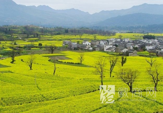 中国美丽田园 黟县卢村油菜花 农事景观