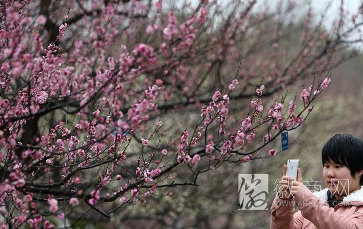 合肥植物园 梅花节 绿地认养