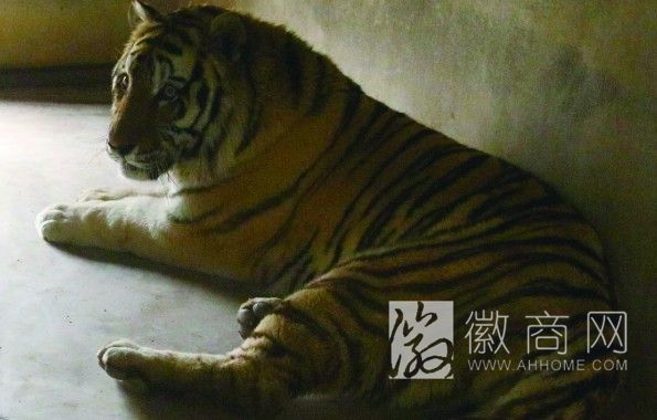合肥野生动物园东北虎被砸伤 受伤的东北虎