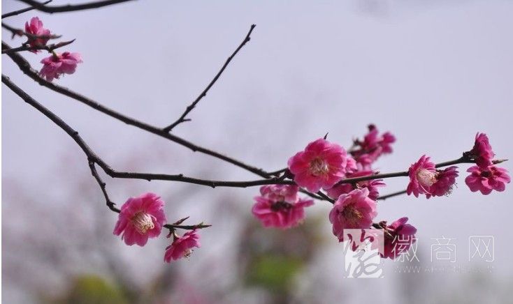 合肥周边自驾游 植物园梅花