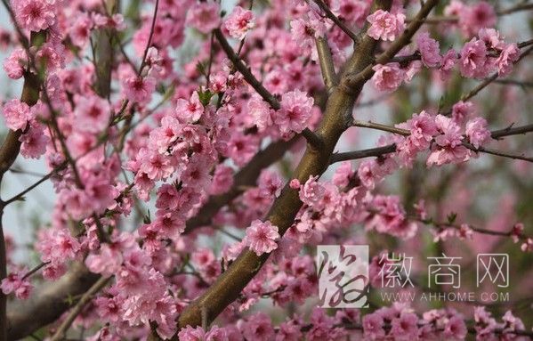 合肥周边<a href='display.asp?id=18162'  target='_blank'>自驾游</a> 三十岗桃花