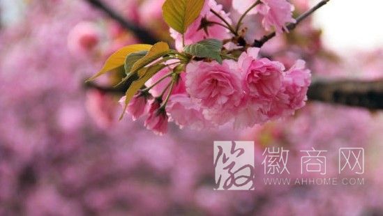 2014合肥大蜀山 赏花攻略