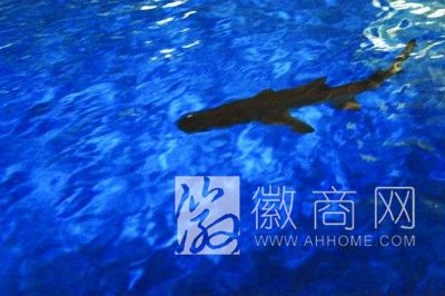 六安 养鲨鱼
