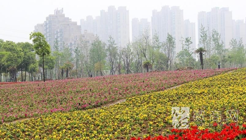 蜀山区四季花海 合肥蜀山区 合肥景区