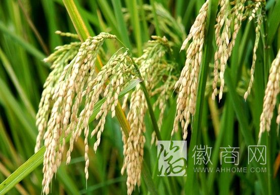 安徽天禾中信 德国拜耳
