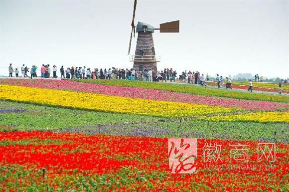 合肥<a href='display.asp?id=9026' target='_blank'>牛角大圩</a>花海呈现 多种名贵郁金香亮相