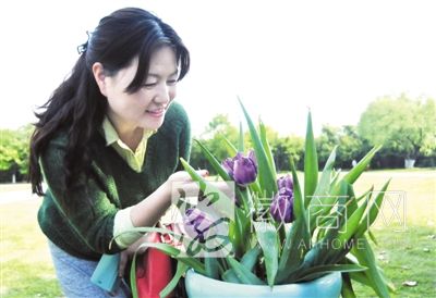 合肥植物园里的“国泰”郁金香