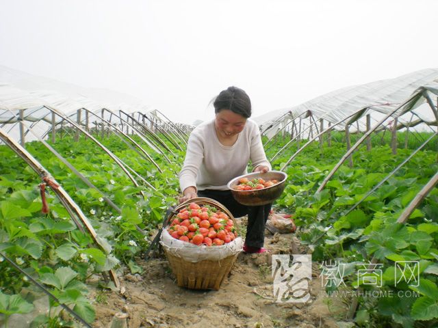合肥一年注册&ldquo;家庭农场&rdquo;988家 种植草莓年入300万