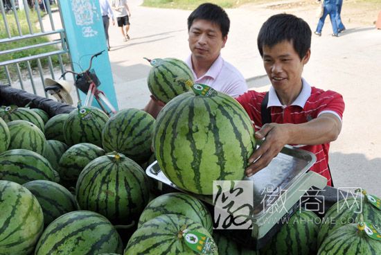 合肥市"西瓜地图"下周出炉 西瓜或将进工地