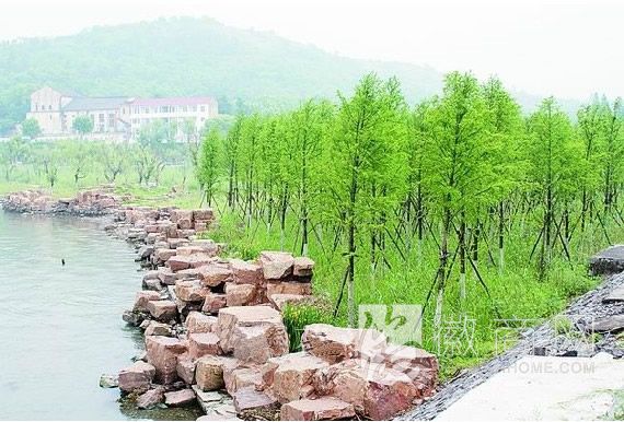 安徽阳光雨露绿化工程有限责任公司 苗木展示