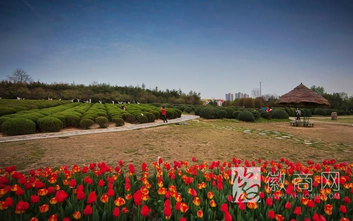合肥植物园扩建、搬迁方案出炉 年内或将实施