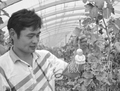 佛形人参果 界首