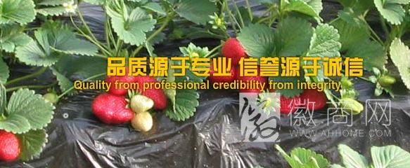 阜阳市刘板桥农业科技有限公司