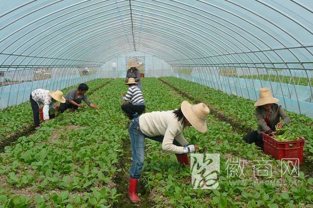 今年合肥伏缺菜生产基地新增39个 叶类菜不缺