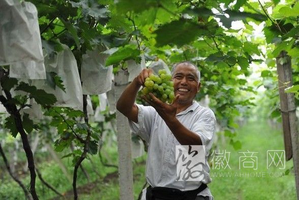 <a href='display.asp?id=15062' target='_blank'>大圩葡萄</a>文化旅游节8月2日开幕 为期65天
