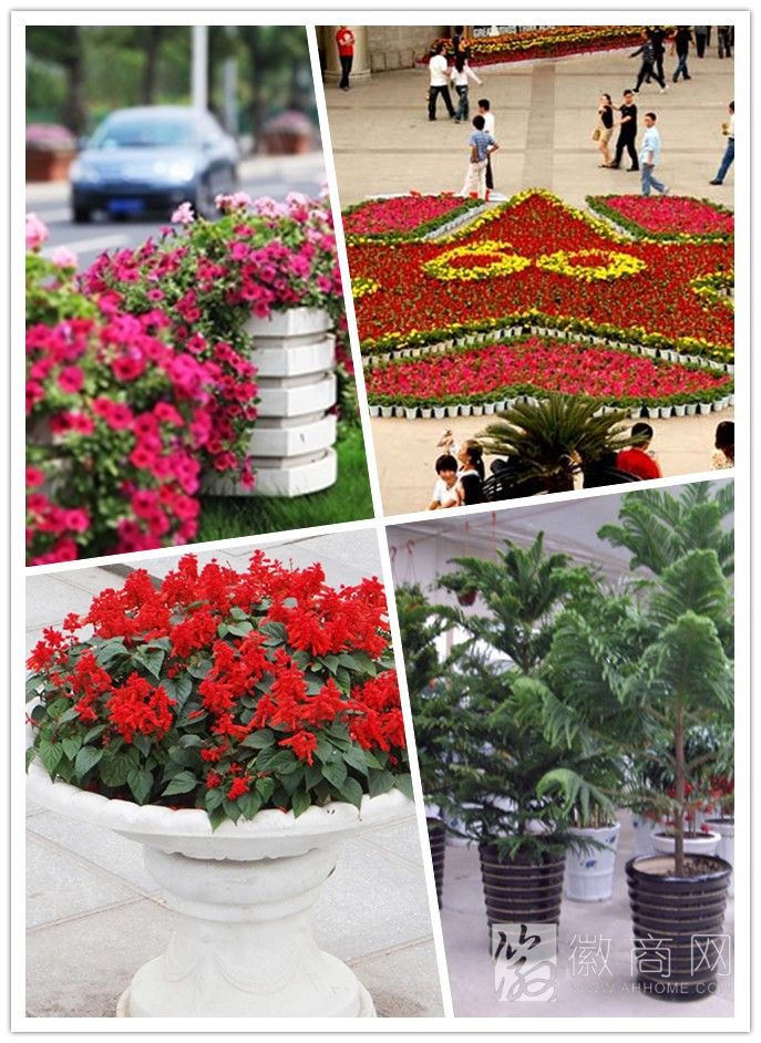 合肥维蕊花木有限公司产品