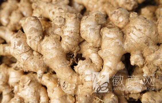 安徽生姜批发价格 生姜