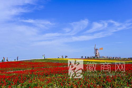 合肥牛角大圩秋季花海国庆绽放 牛角大圩路线攻略