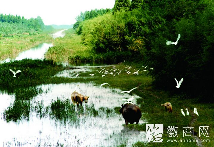 合肥湿地