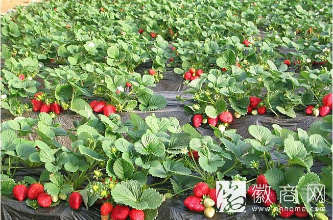 <a href='display.asp?id=11645' target='_blank'>长丰草莓</a>