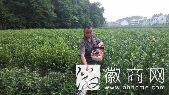 徽六茶业