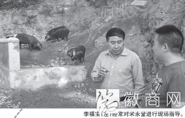 大别山黑猪