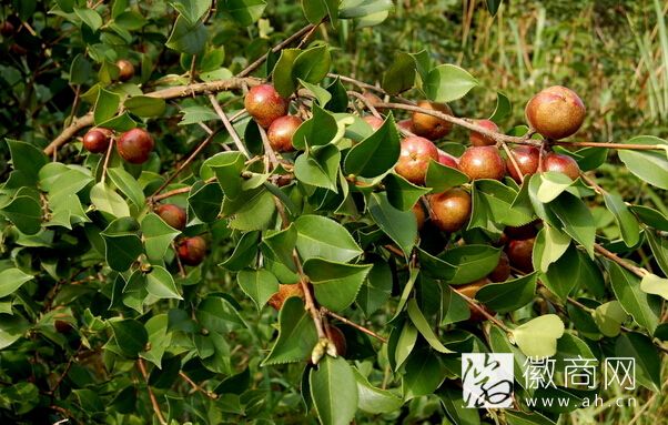 潜山油茶