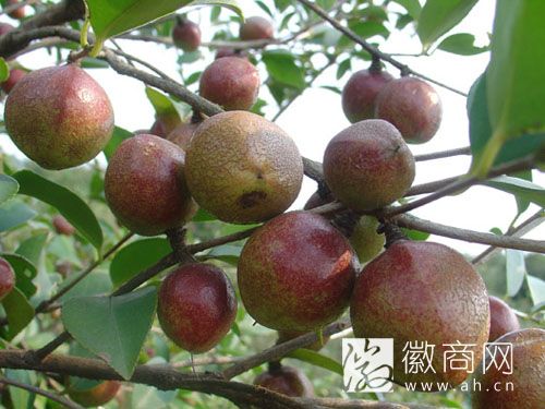 祁门油茶