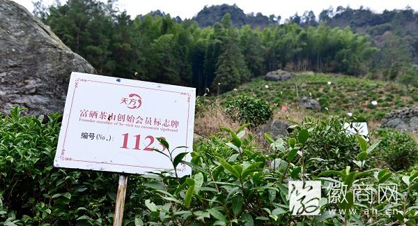 天方茶业