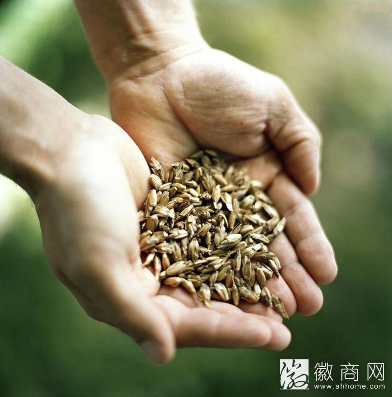合肥庐江县将建种业<a href='display.asp?id=13970'  target='_blank'>产业园</a> 打造&ldquo;中国种业之都&rdquo;