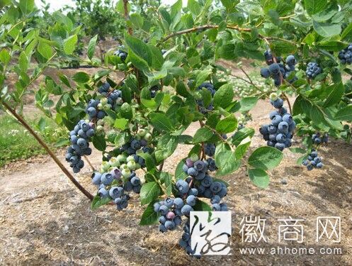 庐江建成&ldquo;安徽富硒蓝莓第一村&rdquo; 将打造蓝莓生态游