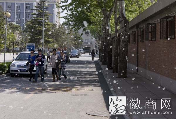 合肥杨絮满天飞 相关部门已禁止城区道路种植杨树