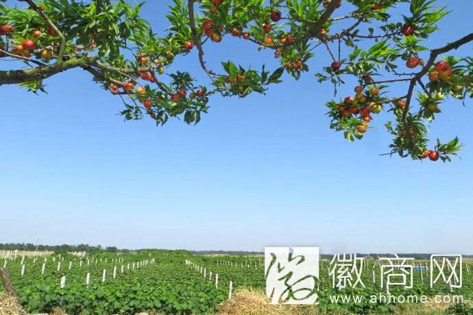 长丰叶集黄圩油桃种植基地:“返乡客”种桃铺就致富路