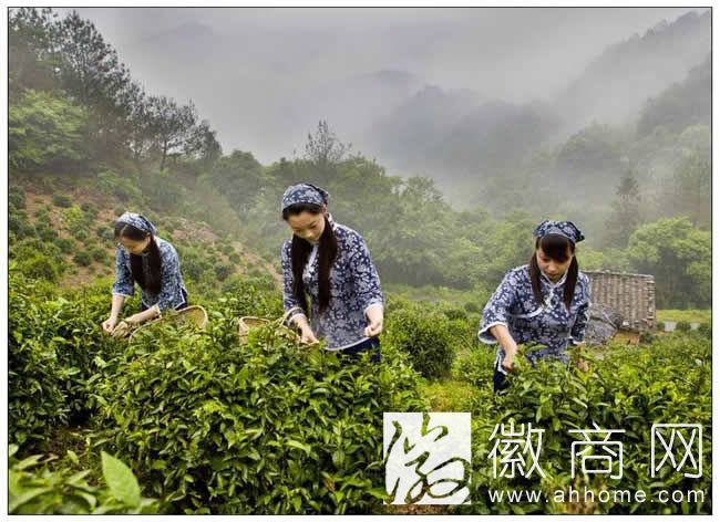 天方茶业