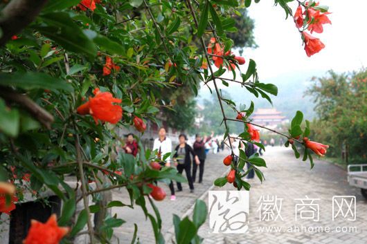 怀远石榴
