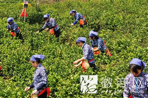 黄山歙县:立足名茶原产地优势 推动茶产业振兴发展