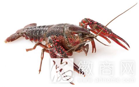 合肥龙虾养殖