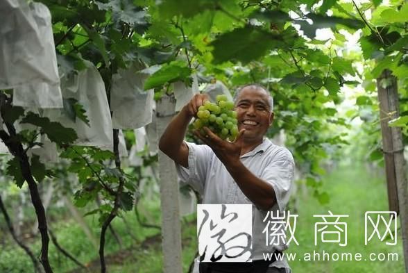 2015合肥<a href='display.asp?id=8744'  target='_blank'>大圩葡萄节</a>开幕 8月1日至10月10日